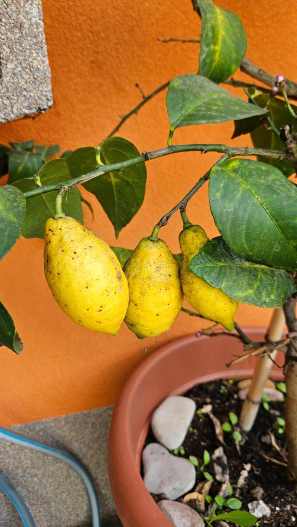 Mexicana Yellow Apartament